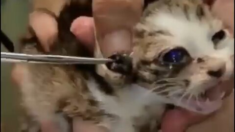 Botfly / Larva pada kucing part 2