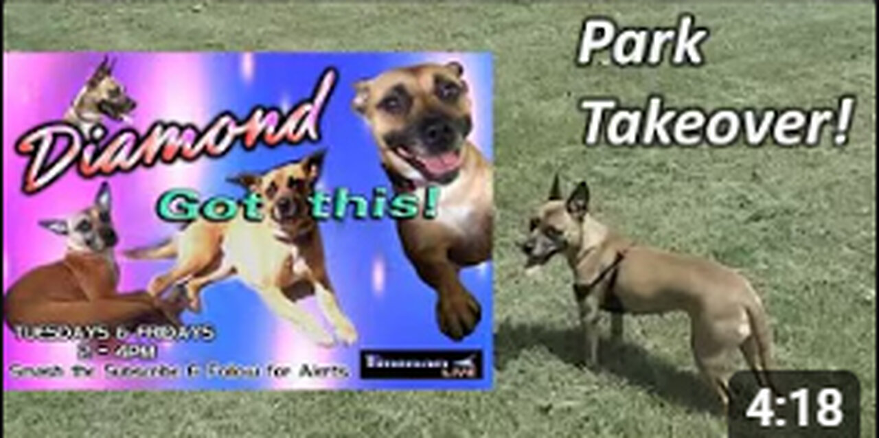DIAMOND TAKES OVER PARK!