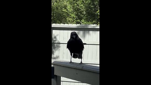Crow