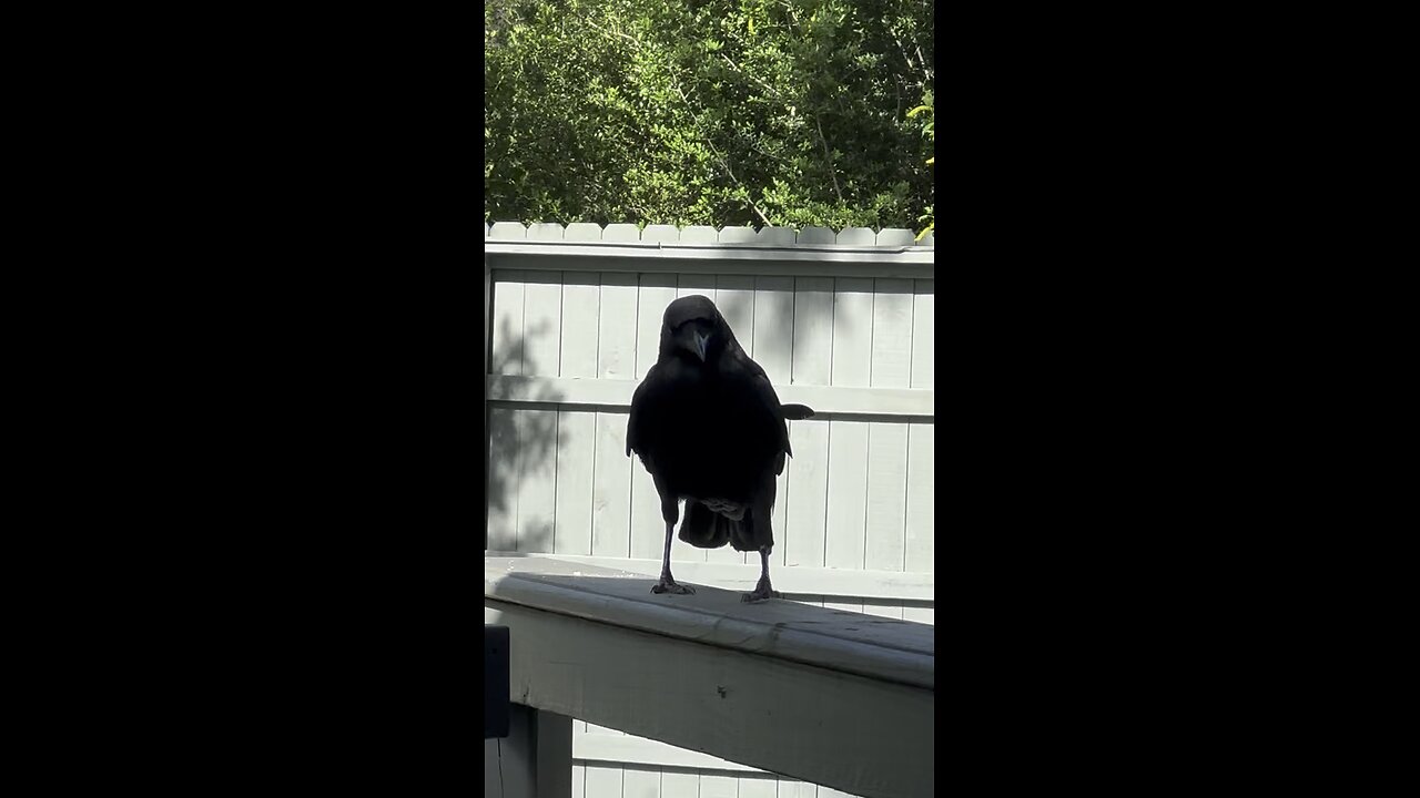 Crow