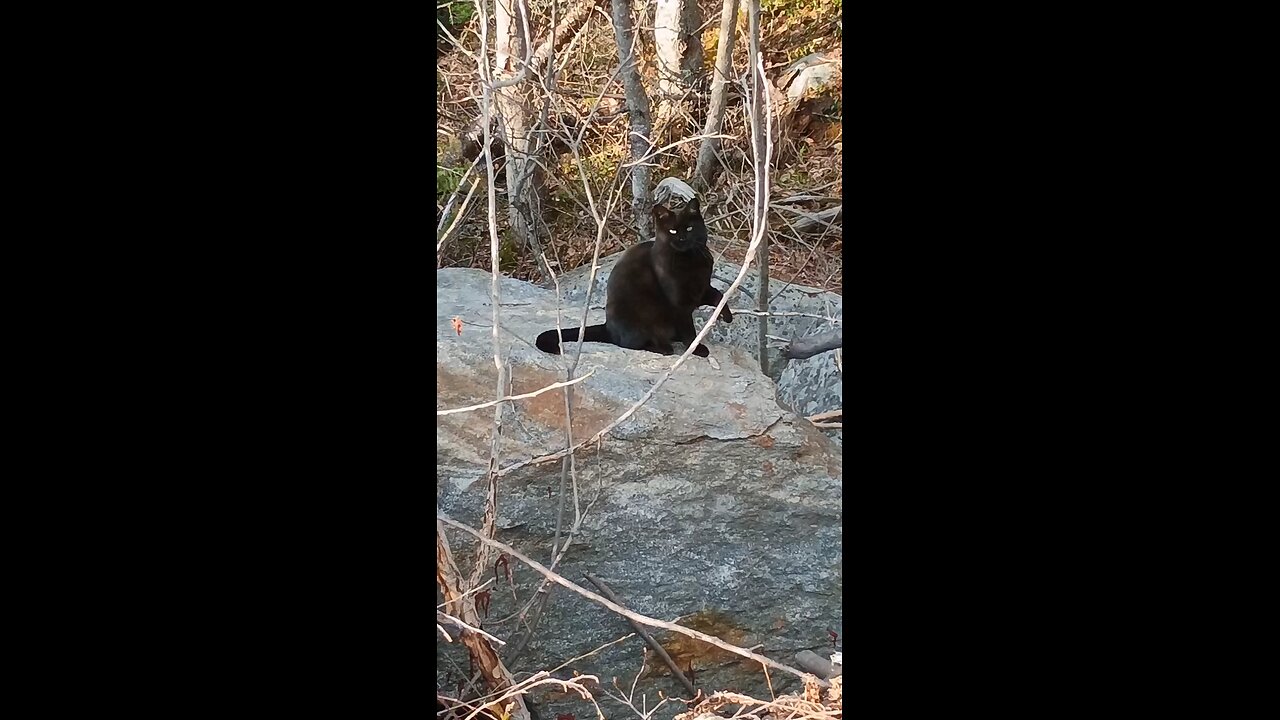 Black cat eating black flies