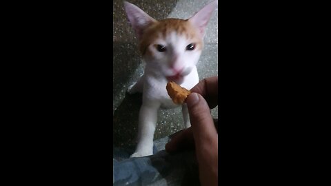 Kitten Eating Bread