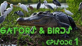 Gators & Birds episode 1 with The Rev Bob Levy and Granny 4pm EST 9/6