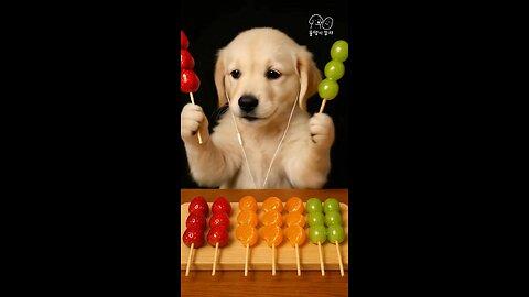 Puppy Mukbang🍓🍊🍇