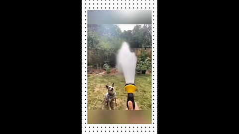 Funny dogs video😂