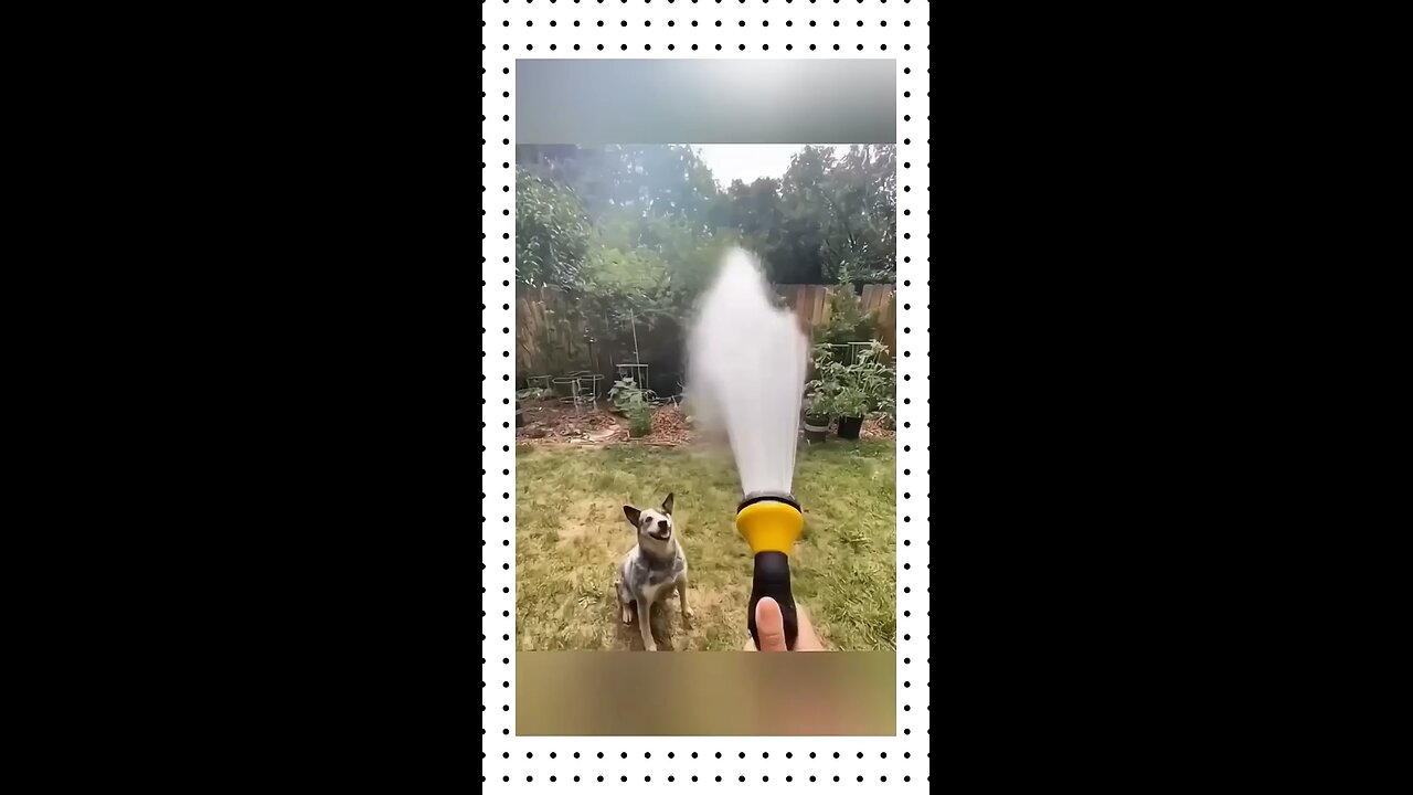 Funny dogs video😂