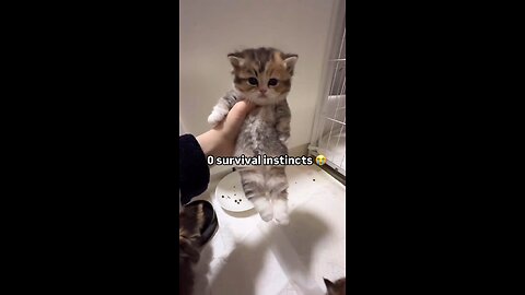 Cat With Zero Survival Instincts