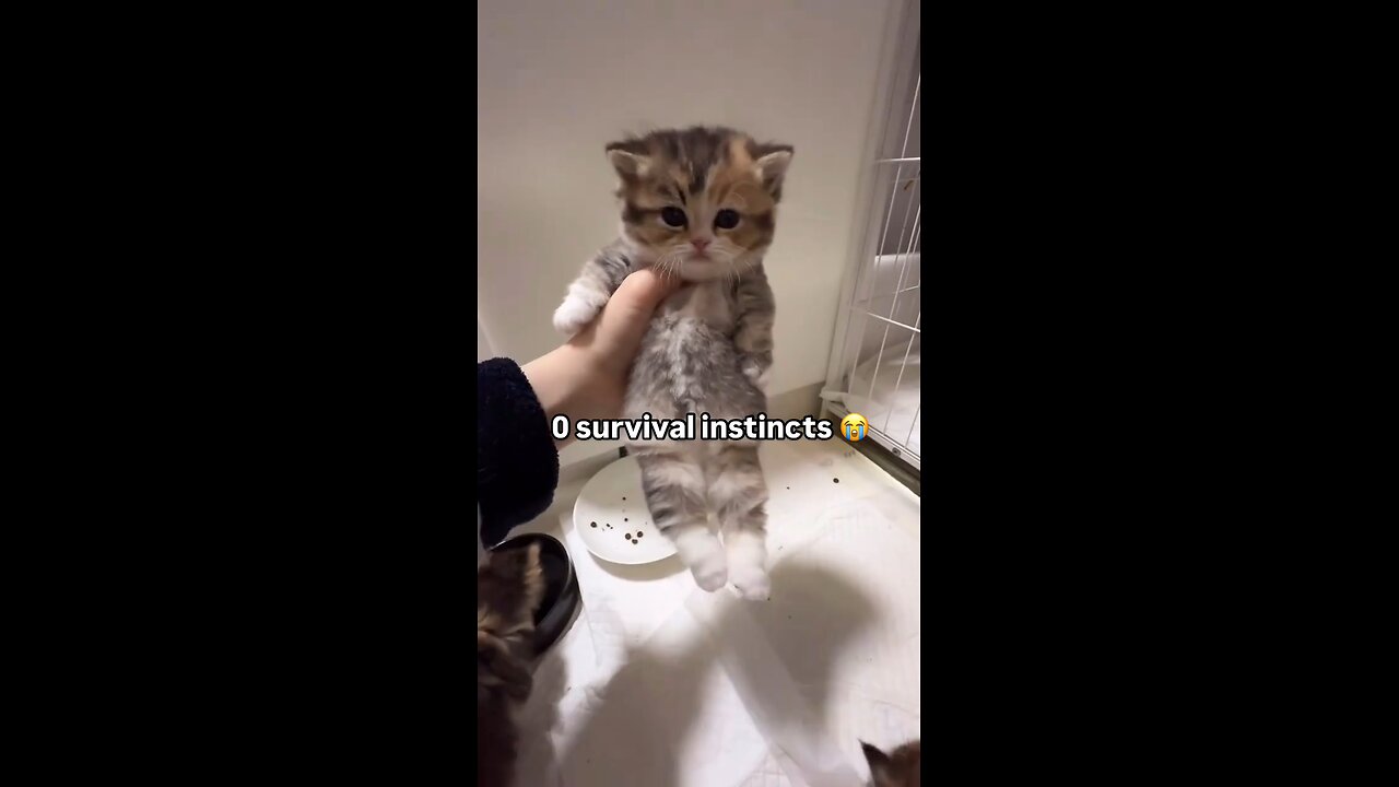 Cat With Zero Survival Instincts
