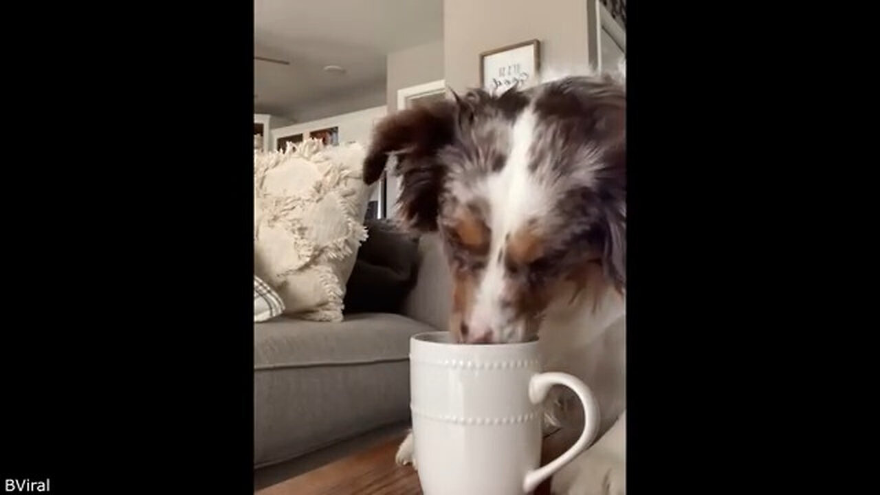 Your Daily Dose of Pets - She Set Him Up