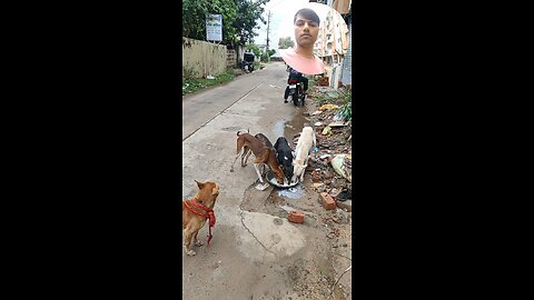 jivdaya mehsana suvichar jain stavan jain suvichar #music #song #live #devotional