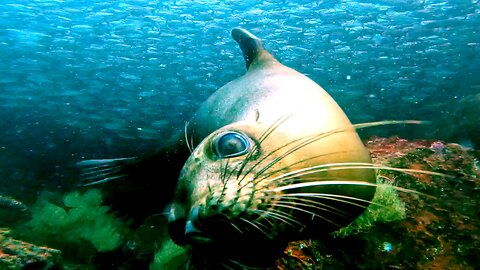 Playful sea lion in bait ball entertains scuba divers with his antics