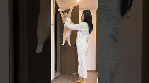 The Funny Animals #funnyanimals #animals #pets #shorts