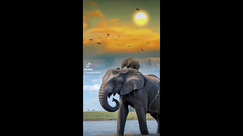 elephant ai video🐘