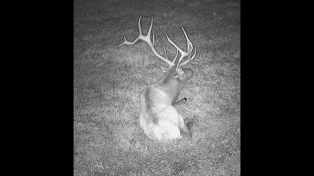 Pennsylvania Elk Live Webcam