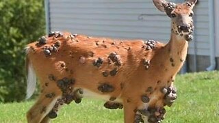 Mutant deer with flesh bubbles spotted in multiple US states