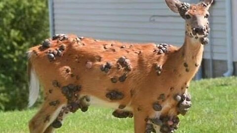 Mutant deer with flesh bubbles spotted in multiple US states