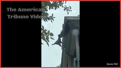 WATCH: Sweet Video Shows Momma Raccoon Rescuing Her Cub from a Rooftop