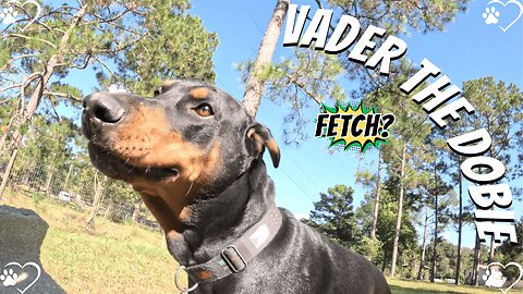Doberman Sunshine Rewind | Vader says "Meh" to fetch 🐶🌲