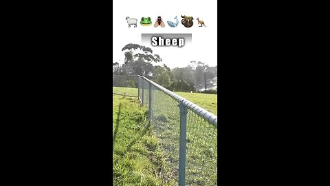 Animals escaping wall