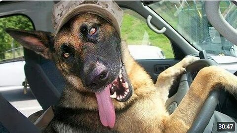 Animals Being Extra That Deserve an Oscar 🤣Funniest Animal Videos