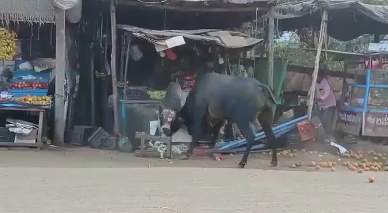 bull fight in india