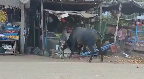 bull fight in india