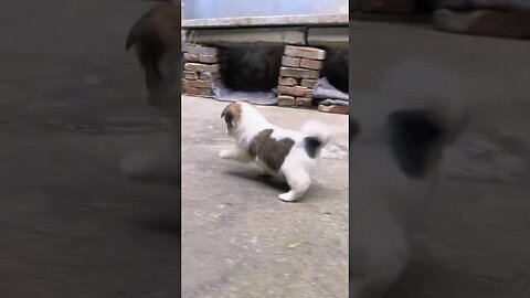 Flexible rabbits, cute pet debut plans, rabbits, dogs, rural cute pets