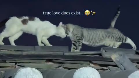 titanic... but with two cats in love ❤️
