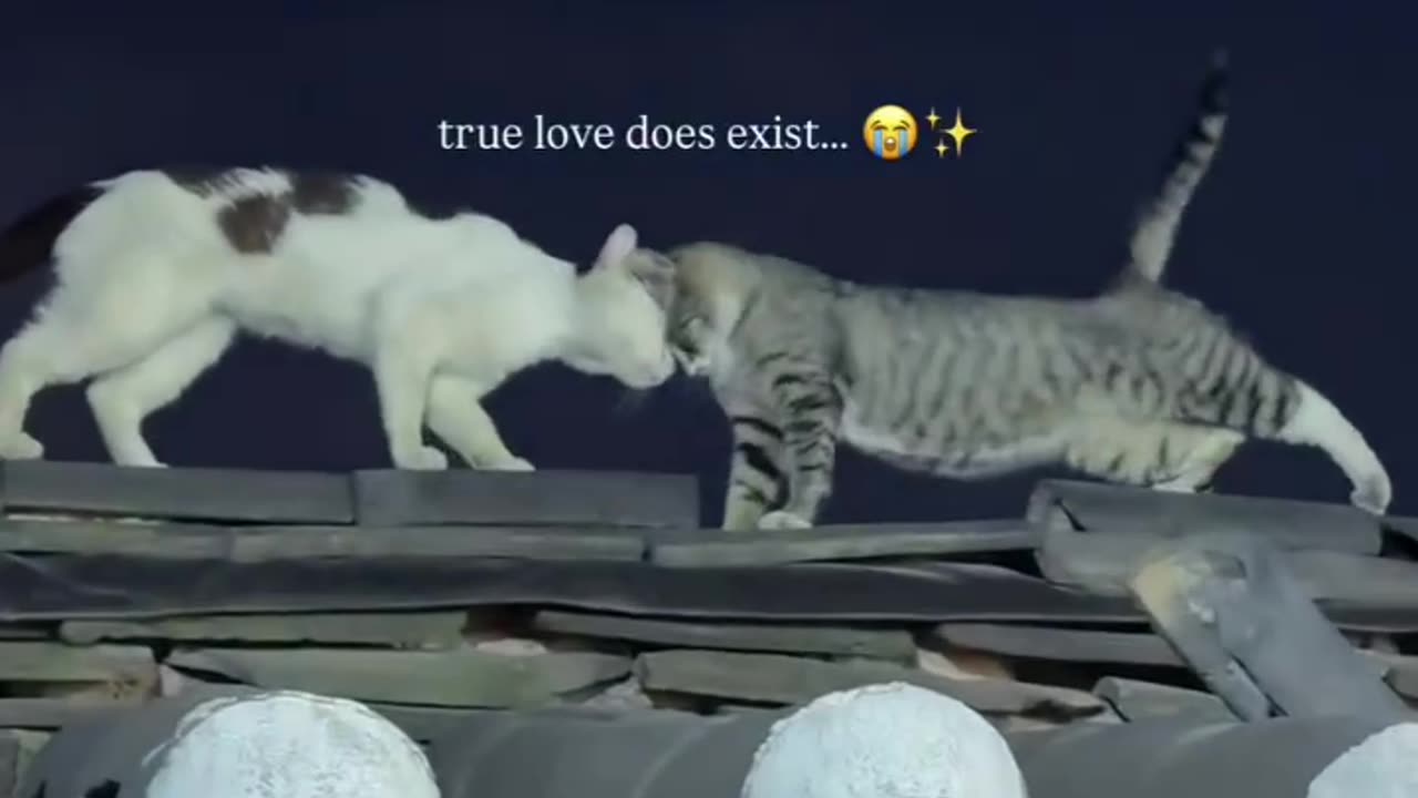 titanic... but with two cats in love ❤️
