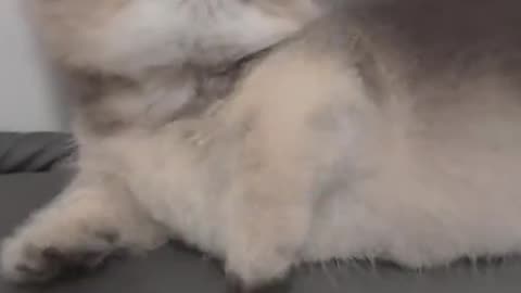 Dog's Comedy Videos 🤣 so cute videos and puppies comedy scenes 😂 so cute 🥰 🥰 🥰 🥰