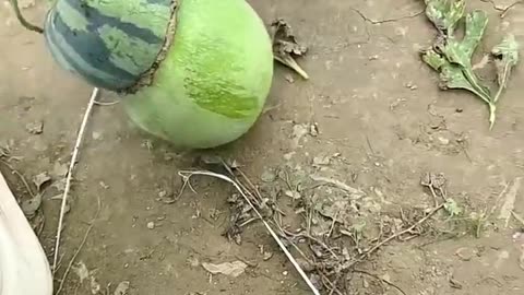 🤯✨ Watermelons and Winter Melons Growing Together! | FeedMyCuriosity