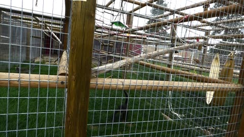 It's a me, Mario the spider monkey!