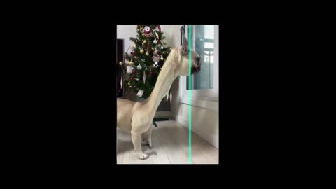 Funny Animals video | Funny Cat | Funny Dog |