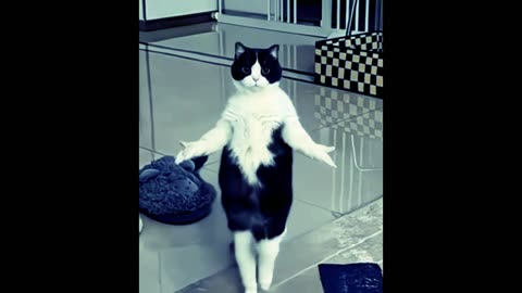 Dancing cat.
