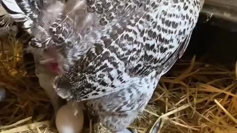 Hen farmer 😅 for eggs 🥚