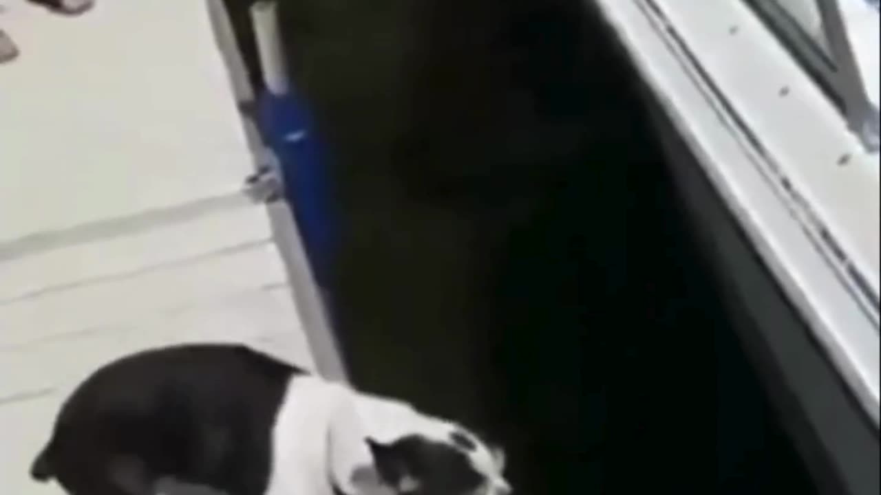 This Funny Animal Video Will Instantly Make Your Day Better!