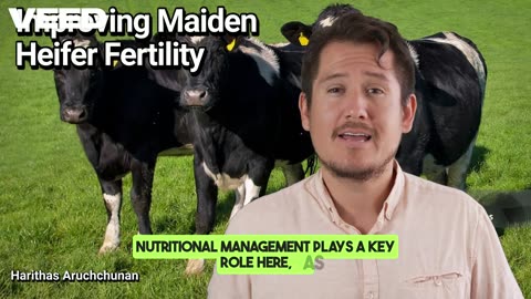 Improving Maiden Heifer Fertility:Six Essential Strategies for a Thriving Herd