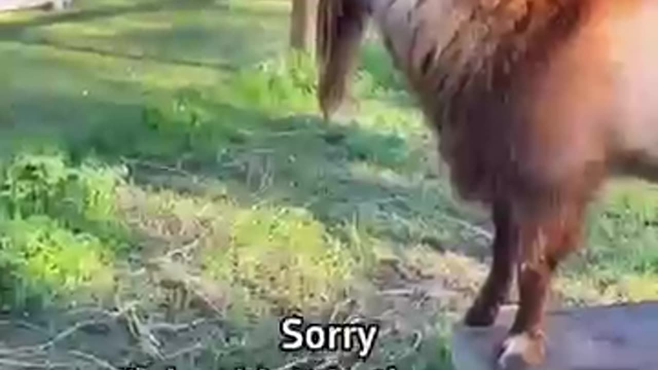 funny goat