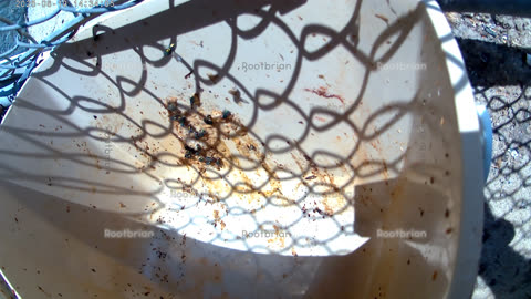 Tens of green flies eating the remaining compost in an empty bin