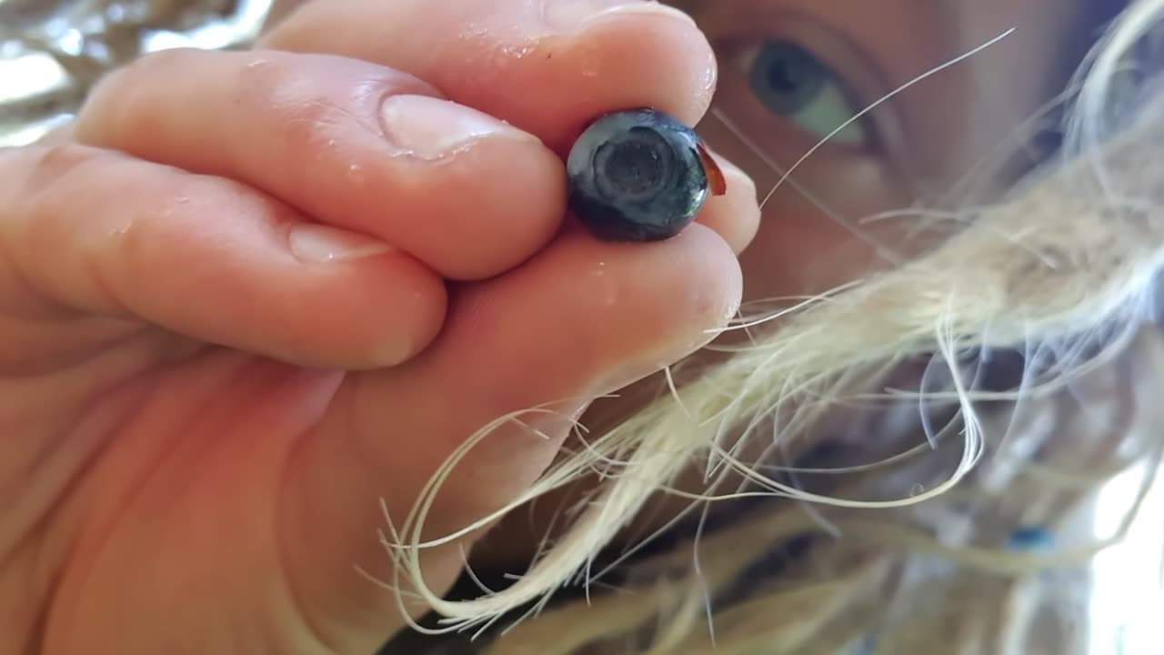 Free food part 3 (SWEDEN)