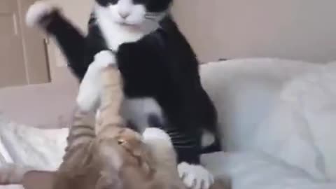 Wrestling Cats