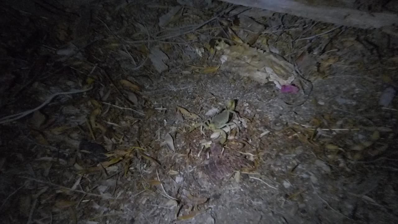 Adorable scorpion in light, then in ultraviolet light