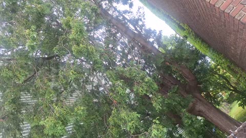 Beautiful bird sounds in the city
