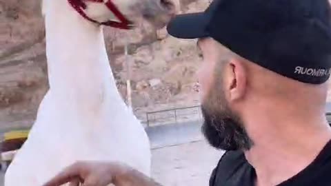 الباشااااا