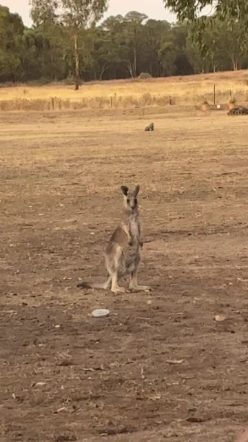 Kangaroo 🦘