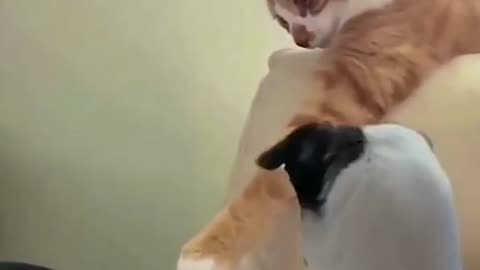 funny gato-roba-pollo