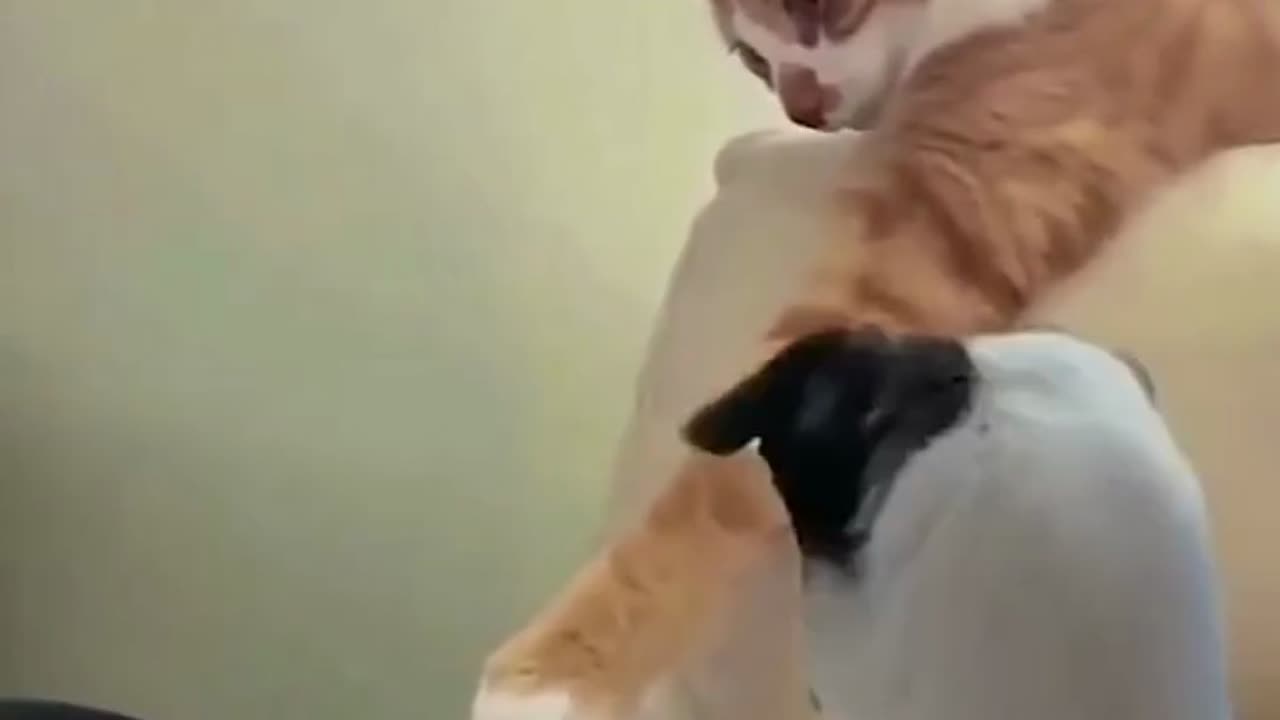 funny gato-roba-pollo