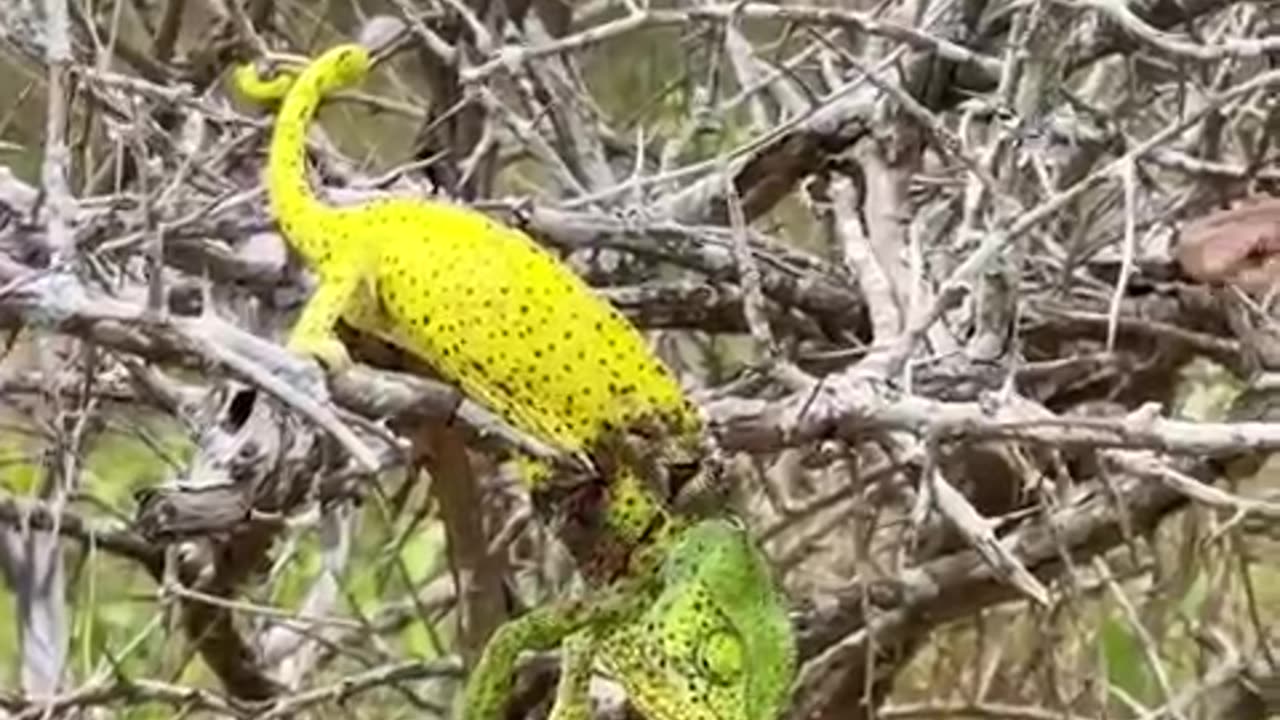 wtf