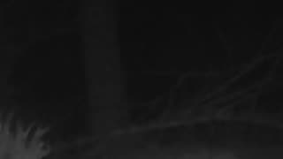 EA S156 - Timid Even For an Opossum