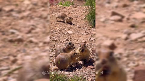 Funny RODENTS